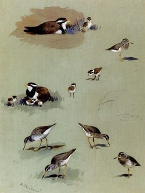 Artwork Title: Study of Sandpipers, Cream Coloured Coursers, and Other Birds