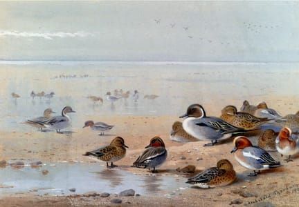 Artwork Title: Pintail Teal and Wigeon on the Seashore