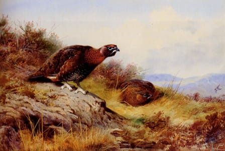 Artwork Title: Red Grouse on the Moor