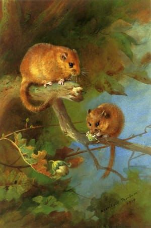 Artwork Title: Dormice