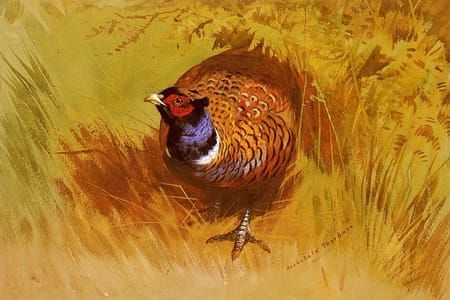 Artwork Title: A Cock Pheasant