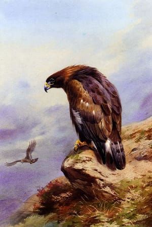 Artwork Title: A Golden Eagle