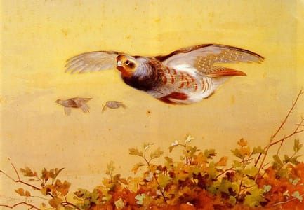 Artwork Title: English Partridge in Flight