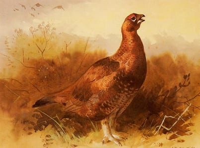 Artwork Title: Cock Grouse