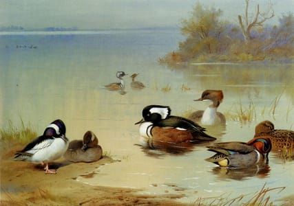 Artwork Title: Buffel Headed Duck, American Green Winged Teal, and Hooded Merganser