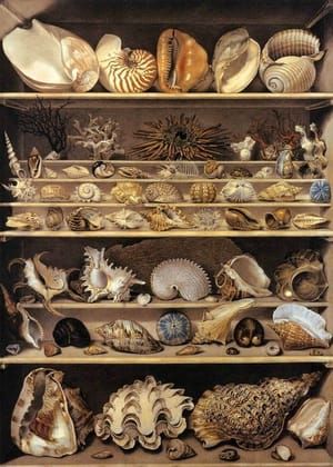 Artwork Title: A Selection of Shells Arranged on a Shelf