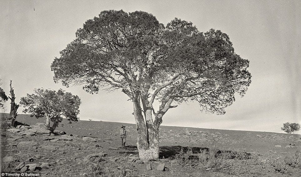Artwork Title: Oak Grove, White Mountains, Sierra Blanca, Arizona In 1873