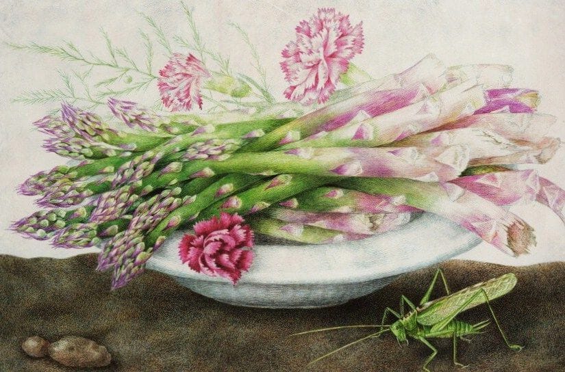 Artwork Title: Plate of Asparagus with Carnations and a Grasshopper