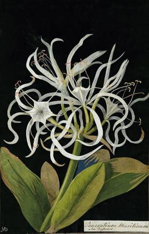 Artwork Title: Pancratium Maritinum (Hexandria Monogynia), Sea Daffodil