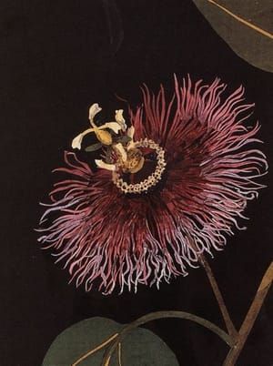 Artwork Title: Passiflora Laurifolia (detail)