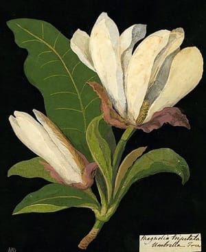 Artwork Title: Magnolia