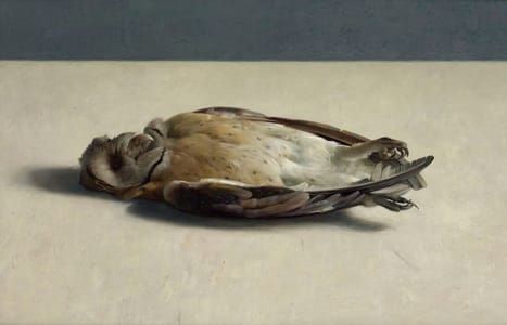 Artwork Title: Dode kerkuil (Dead Church Owl)