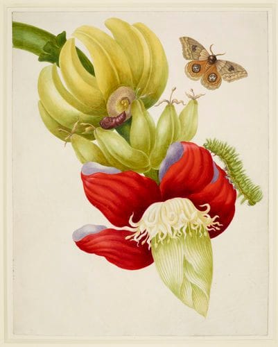 Artwork Title: Branch of Banana with Bullseye Moth