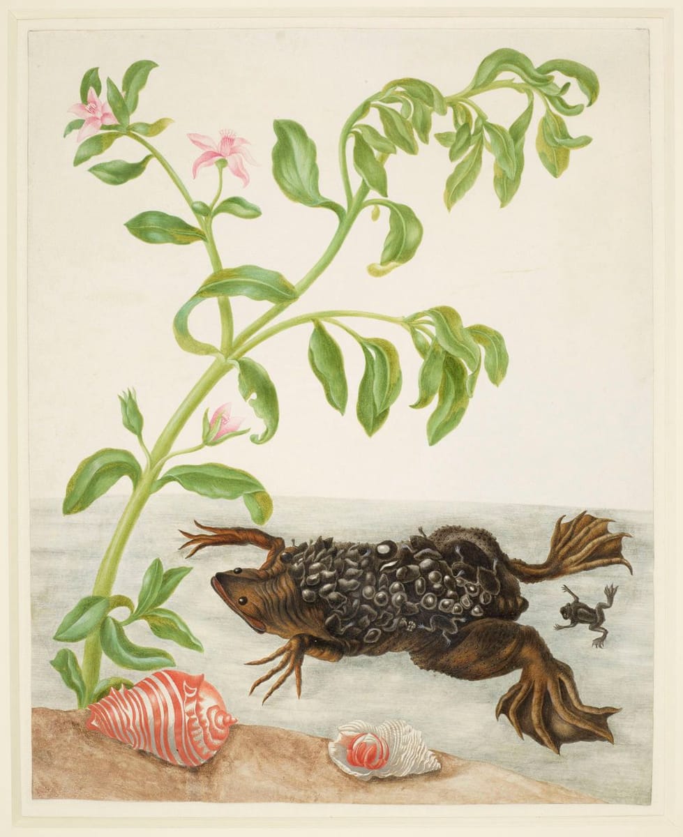 Artwork Title: Shoreline Purslane and Suriname Toad