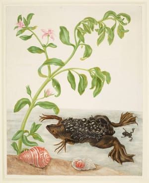 Artwork Title: Shoreline Purslane and Suriname Toad