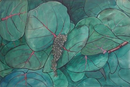 Artwork Title: Sea Grape Tree