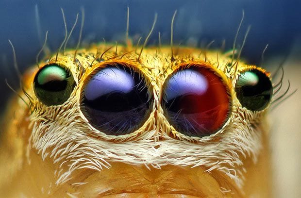 Artwork Title: The eyes of a female jumping spider