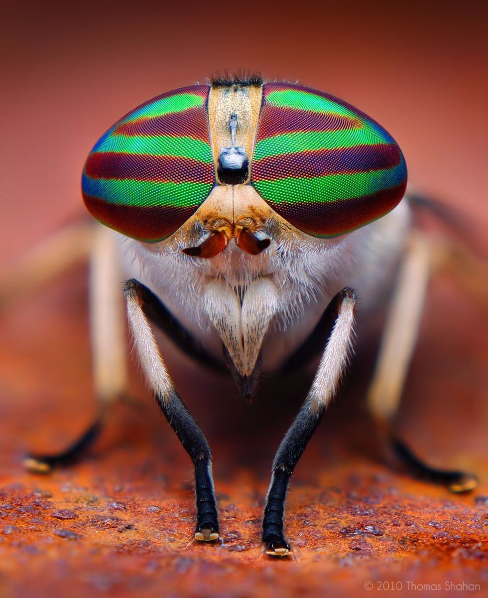 Artwork Title: Female Striped Horse Fly (Tabanus lineola)