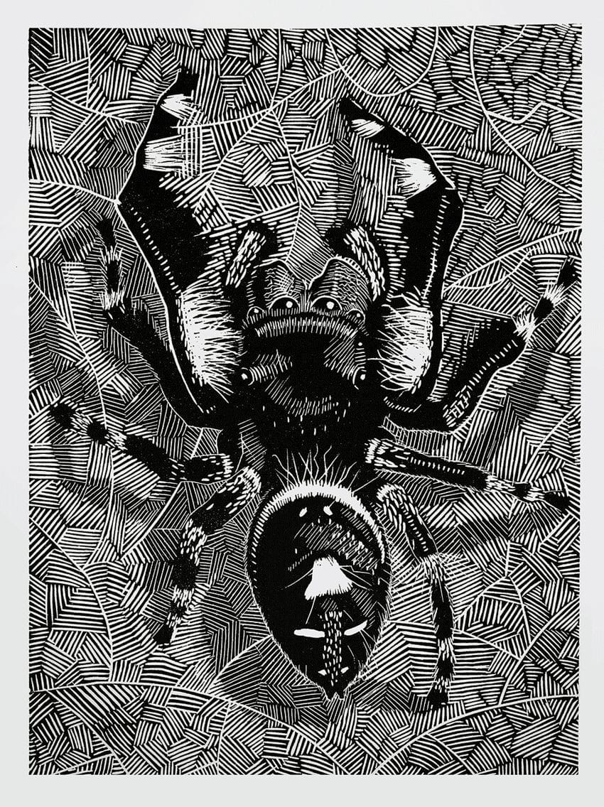 Artwork Title: Phidippus audax