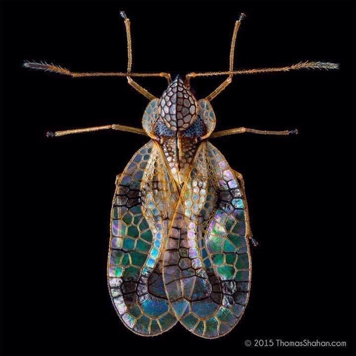 Artwork Title: Azalea Lace Bug