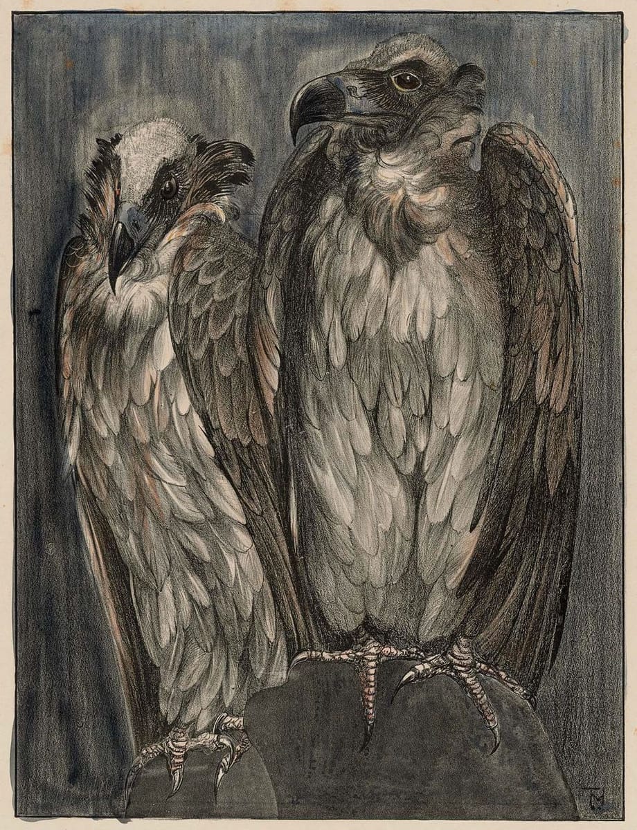 Artwork Title: (Two Bearded Vultures (Lammergeier)  about 1899