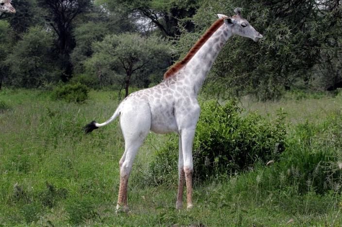 Artwork Title: Girafa Branca