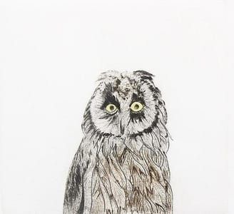 Artwork Title: Brucher's Owl