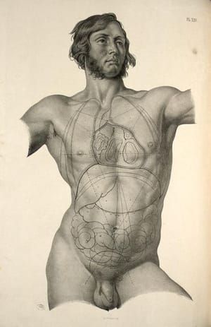 Artwork Title: Anatomical Drawing