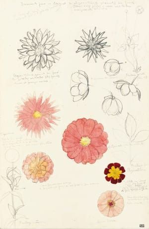 Artwork Title: Studies for Flowers