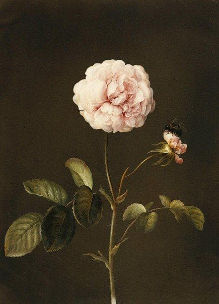 Artwork Title: A Gallica Rose with a Bumblebee