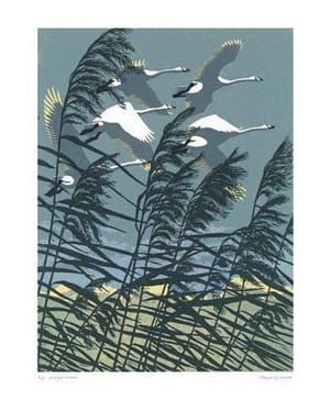 Artwork Title: Whooper Swans