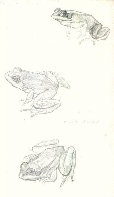Artwork Title: Frog Study
