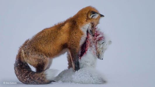 Artwork Title: Tale Of Two Foxes