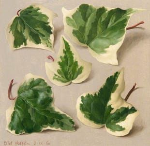 Artwork Title: Five Variegated Ivy Leaves