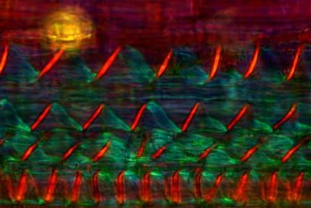 Artwork Title: Longitudinal stem cross-section of nettle polarized light