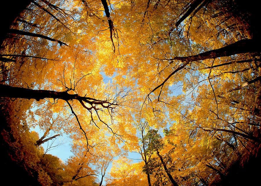 Artwork Title: Wisconsin Canopy