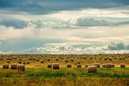 Artwork Title: Littered With Bales