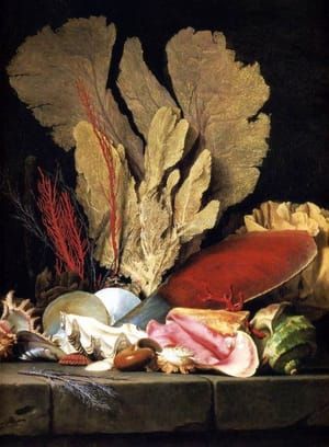 Artwork Title: Still Life with Tuft of Marine Plants, Shells and Corals