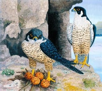 Artwork Title: Peregrine Falcons