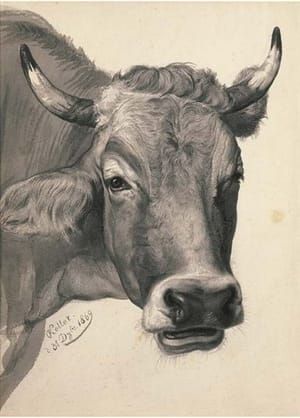 Artwork Title: Kuh Kopfstudie (Study of a Cow's Head)