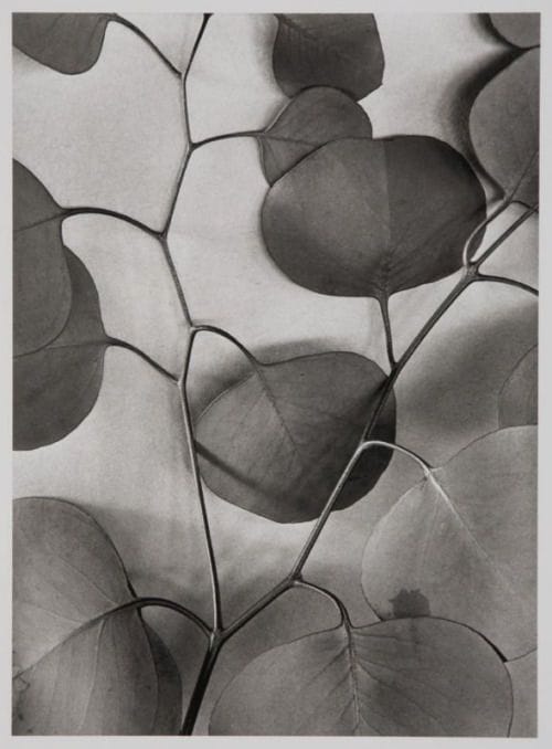 Artwork Title: Eucalyptus Leaves