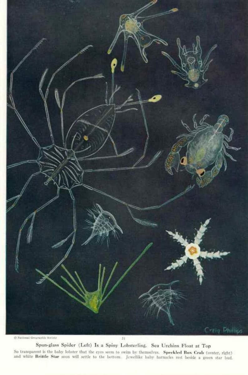 Artwork Title: Spung-glass Spider (Left) is a Spiny Lobsterling. Sea Urchins Float at Top