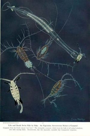 Artwork Title: Life and Death Swim Side by Side. An Egg-laden Arrowworm Seizes a Copepod