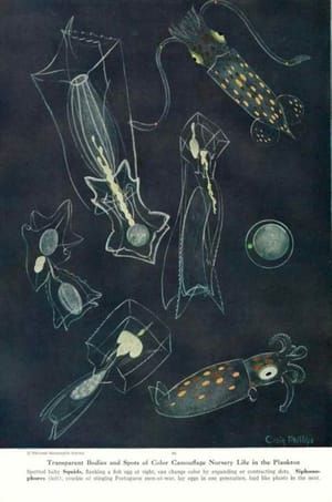 Artwork Title: Transparent Bodies and Spots of Color Camouflage Nursery Life in the Plankton