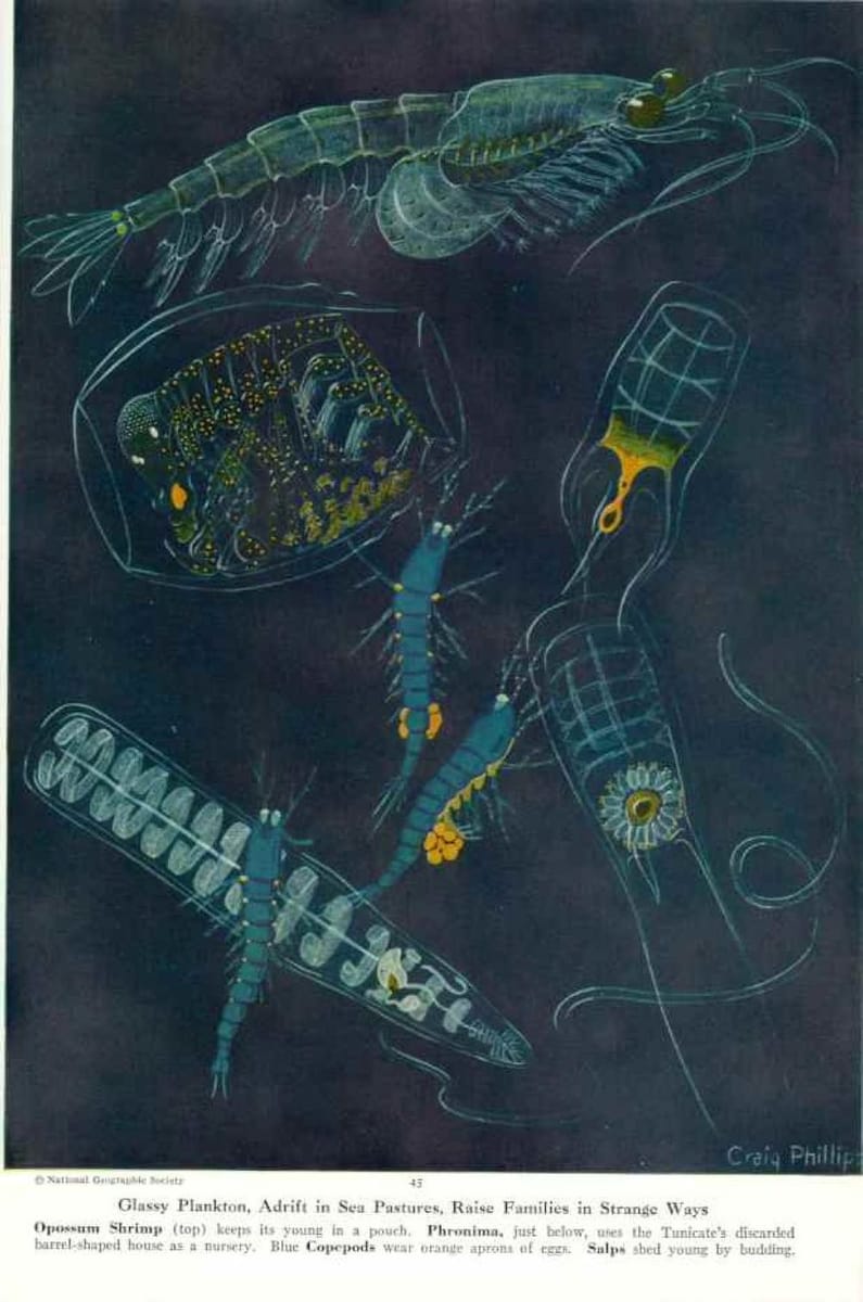 Artwork Title: Glassy plankton, Adrift in Sea Pastures, Raise Families in Strange Ways