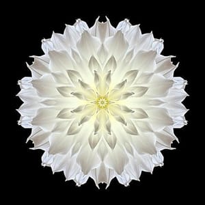 Artwork Title: Giant White Dahlia V