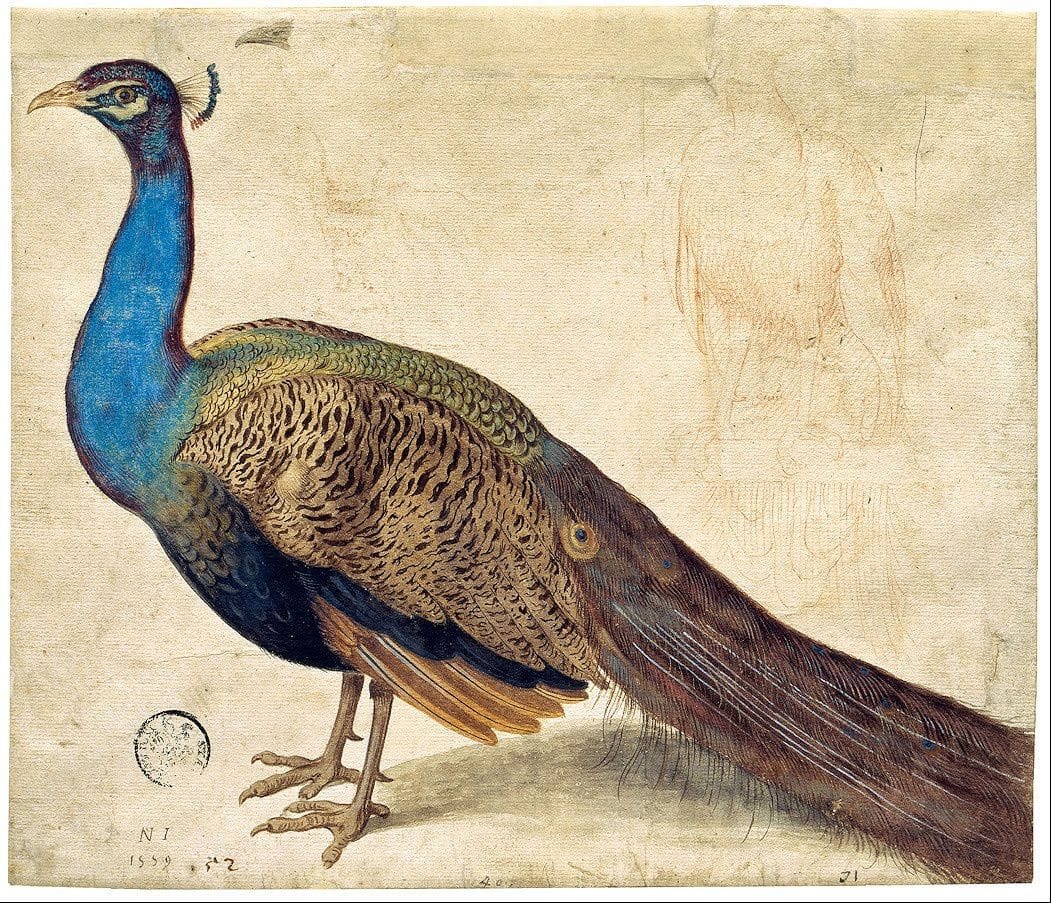 Artwork Title: Peacock