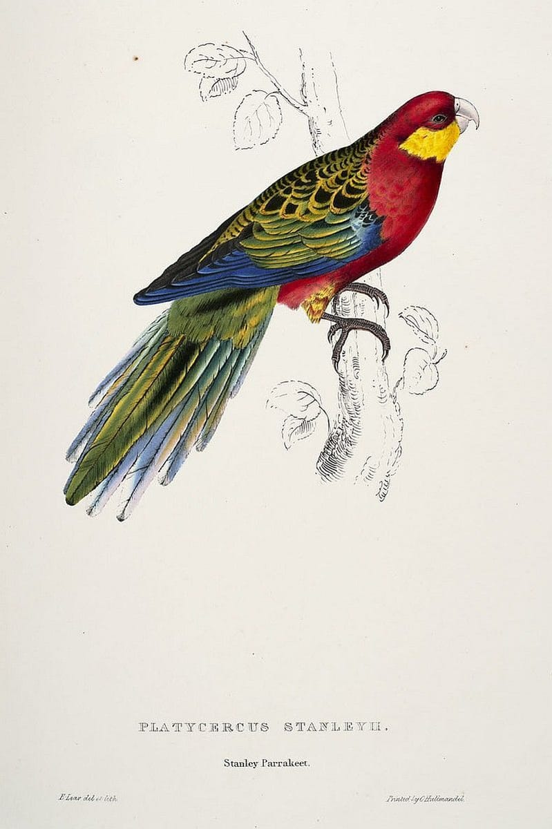 Artwork Title: Western Rosella, Platycercus icterotis (ant. Stanleyii)