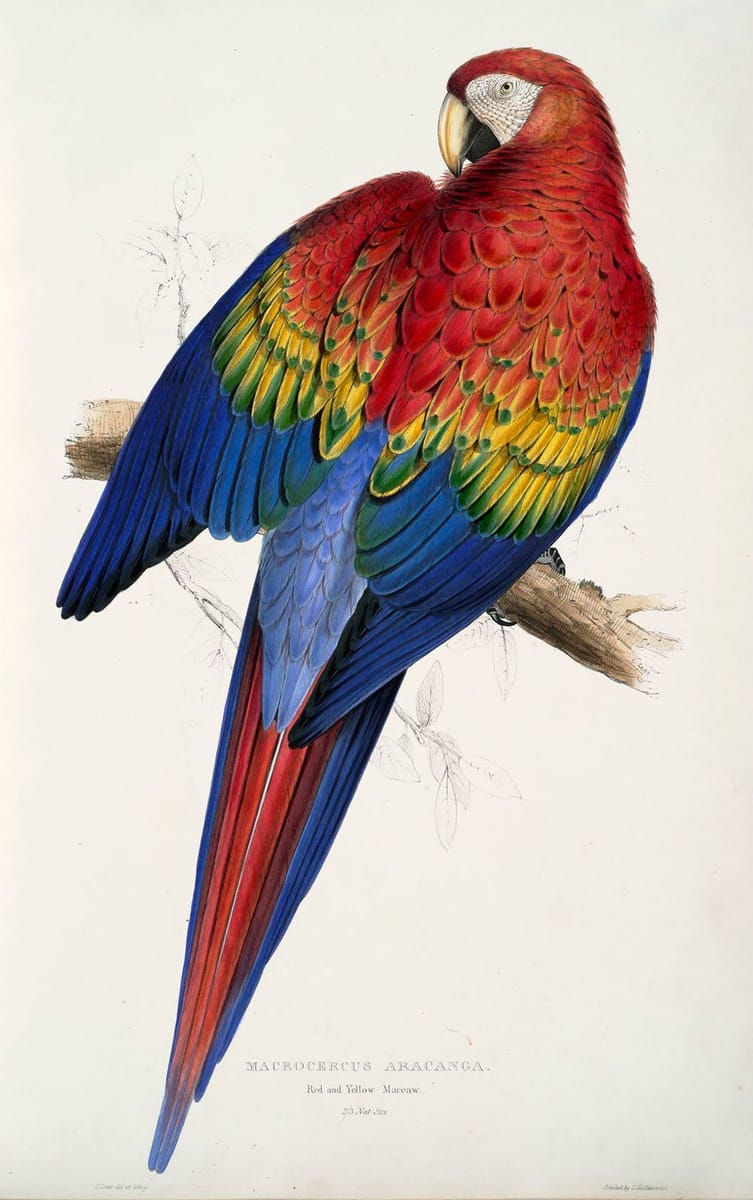 Artwork Title: Red and Yellow Macaw