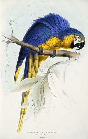 Artwork Title: Blue and yellow maccaw, Ara (Macrocercus) Ararauna